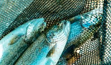 Yanbu Fish Market