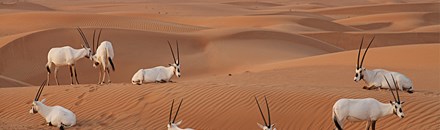 Desert Conservation