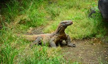 Bali Safari and Marine Park