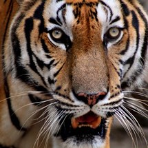 Phnom Tamao Zoological Park and Wildlife Rescue Center (PTWRC)