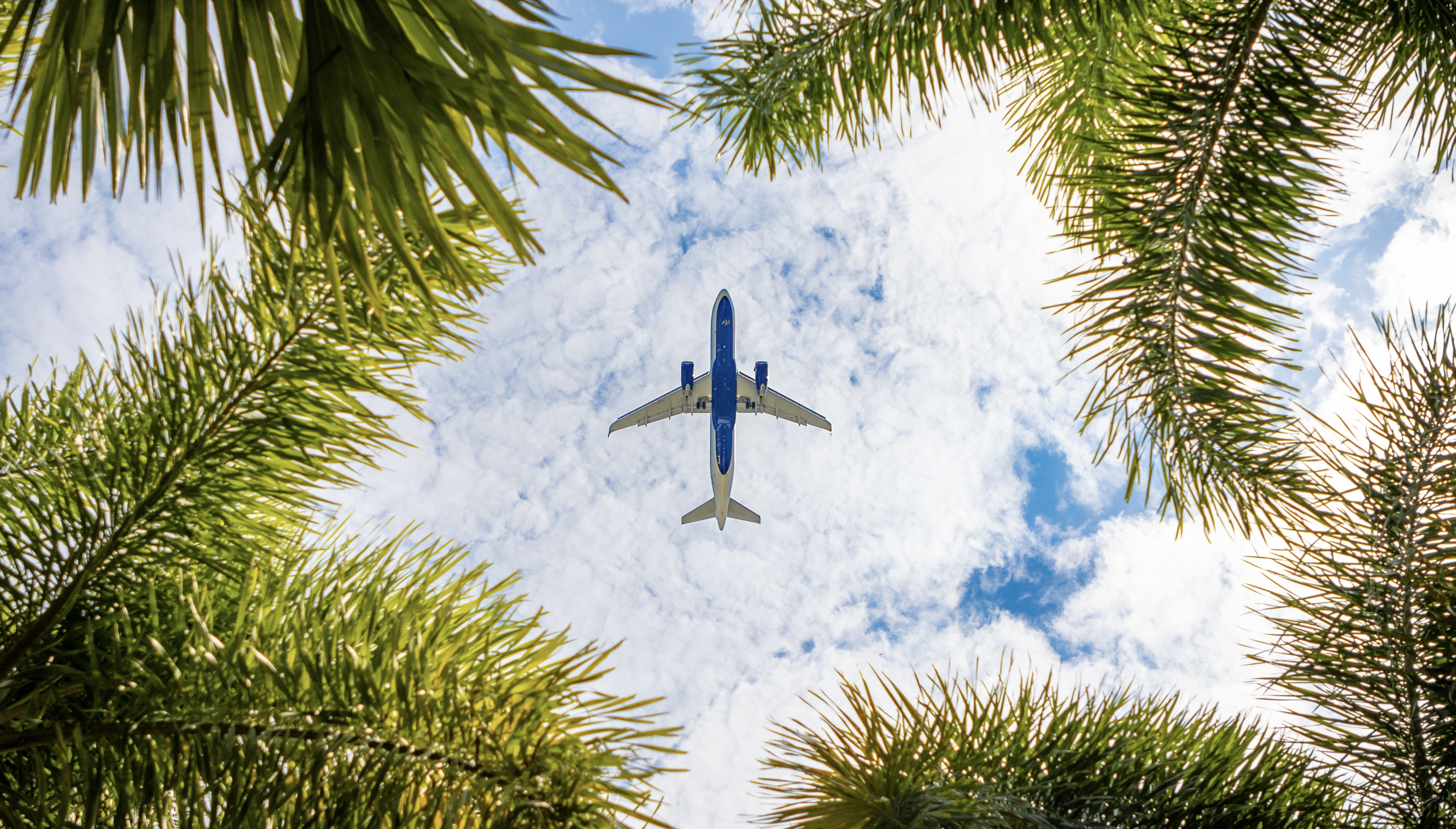Airplane flying above palm trees to tropical vacation travel destination near beach