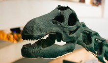 North Carolina Museum of Natural Sciences