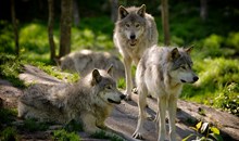 St. Francis Wolf Sanctuary
