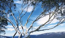 Selwyn Snow Resort