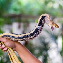 Queen Saovabha Institute Snake Farm