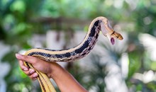 Queen Saovabha Institute Snake Farm