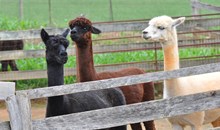Apple Hill Farm