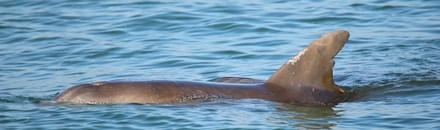 Dolphin & Nature Tour