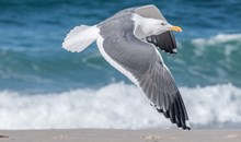 Seagull Beach