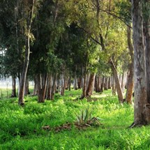Path of the Eucalyptus