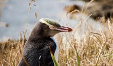 Yellow-eyed Penguins