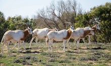 Souss-Massa National Park