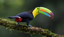 Parrot Mountain & Gardens