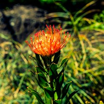 Foster Botanical Gardens