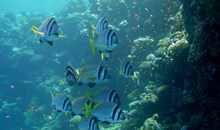Lighthouse Reef
