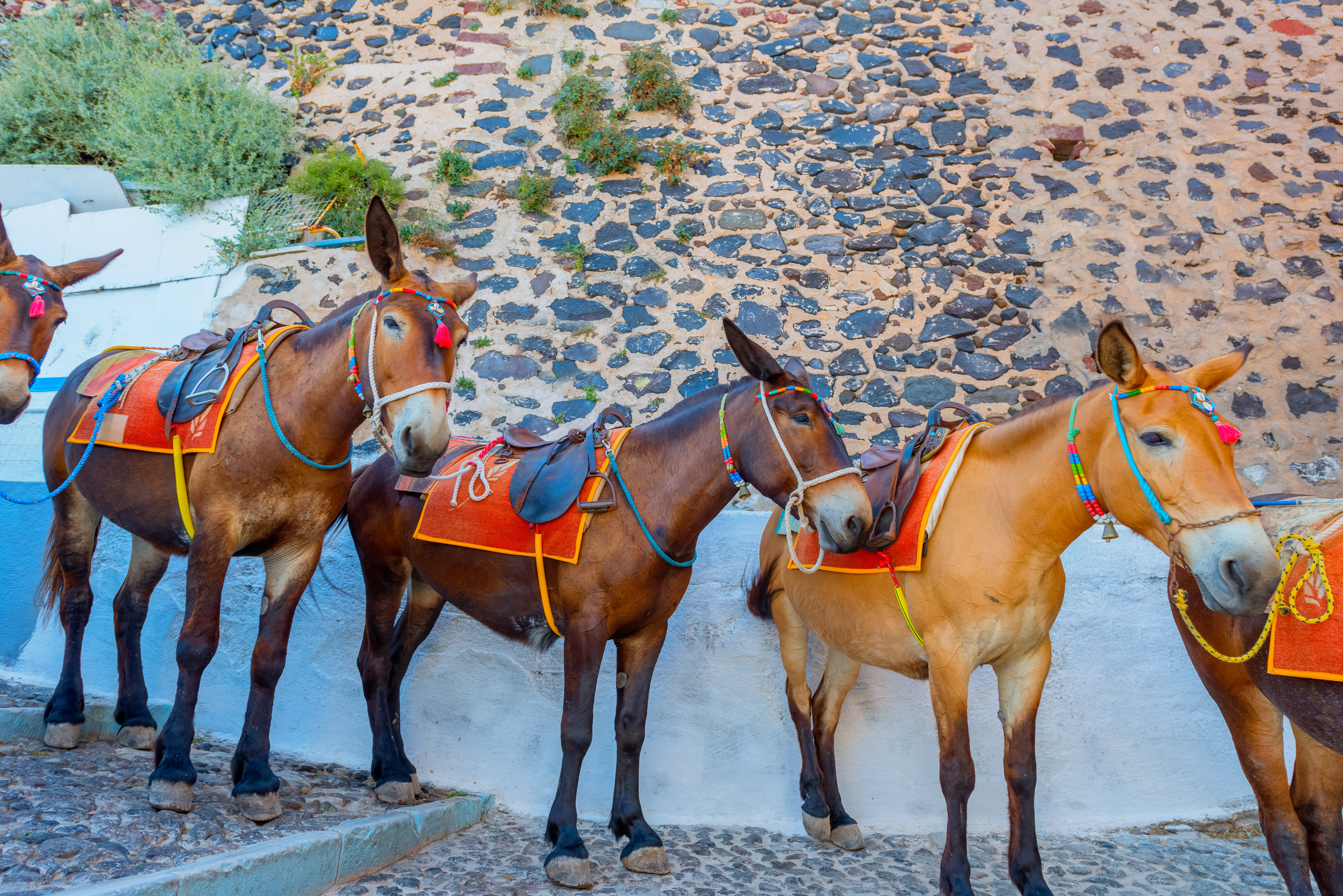 Greece Santorini island in Cyclades donkeys of the islands are used to transport tourists in summer time