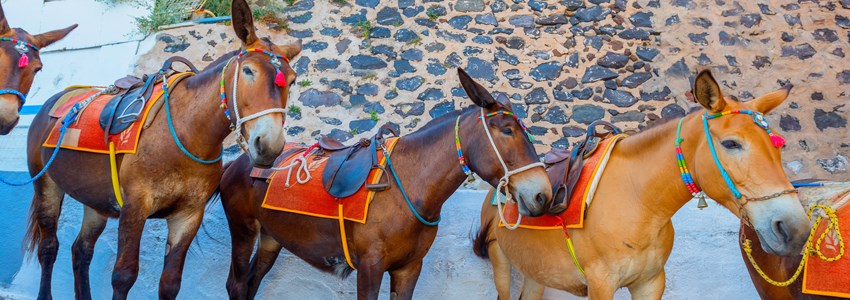 Greece Santorini island in Cyclades donkeys of the islands are used to transport tourists in summer time