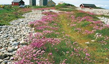 Nidingen Island