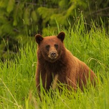 Whistler Bear Viewing Tours