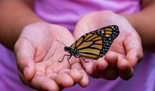 Coffs Harbour Butterfly House