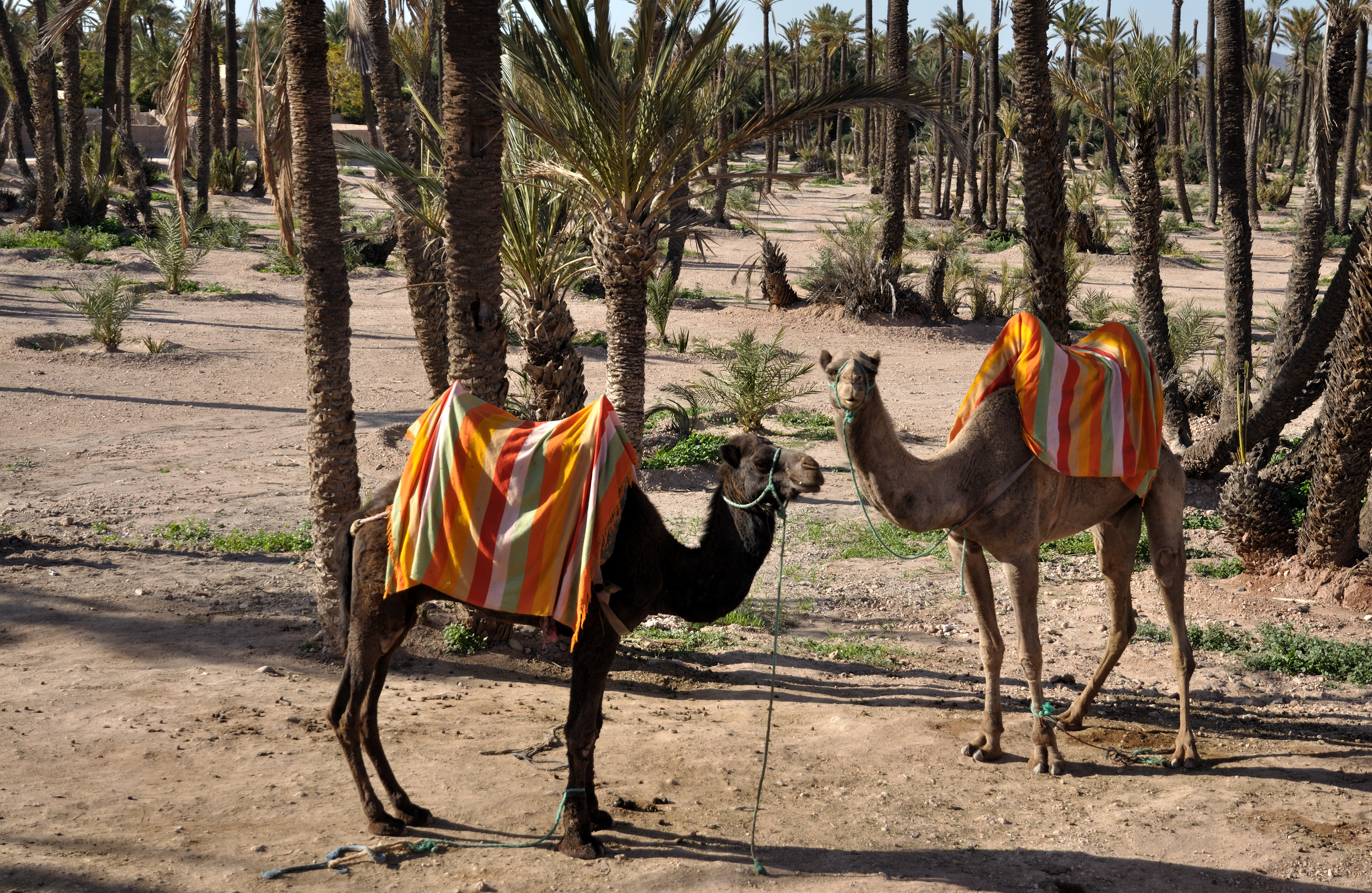 Camels waiting for tourists in Marrakech