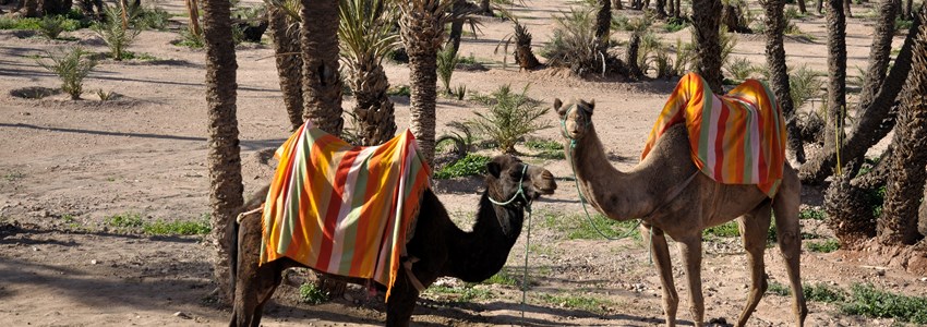 Camels waiting for tourists in Marrakech