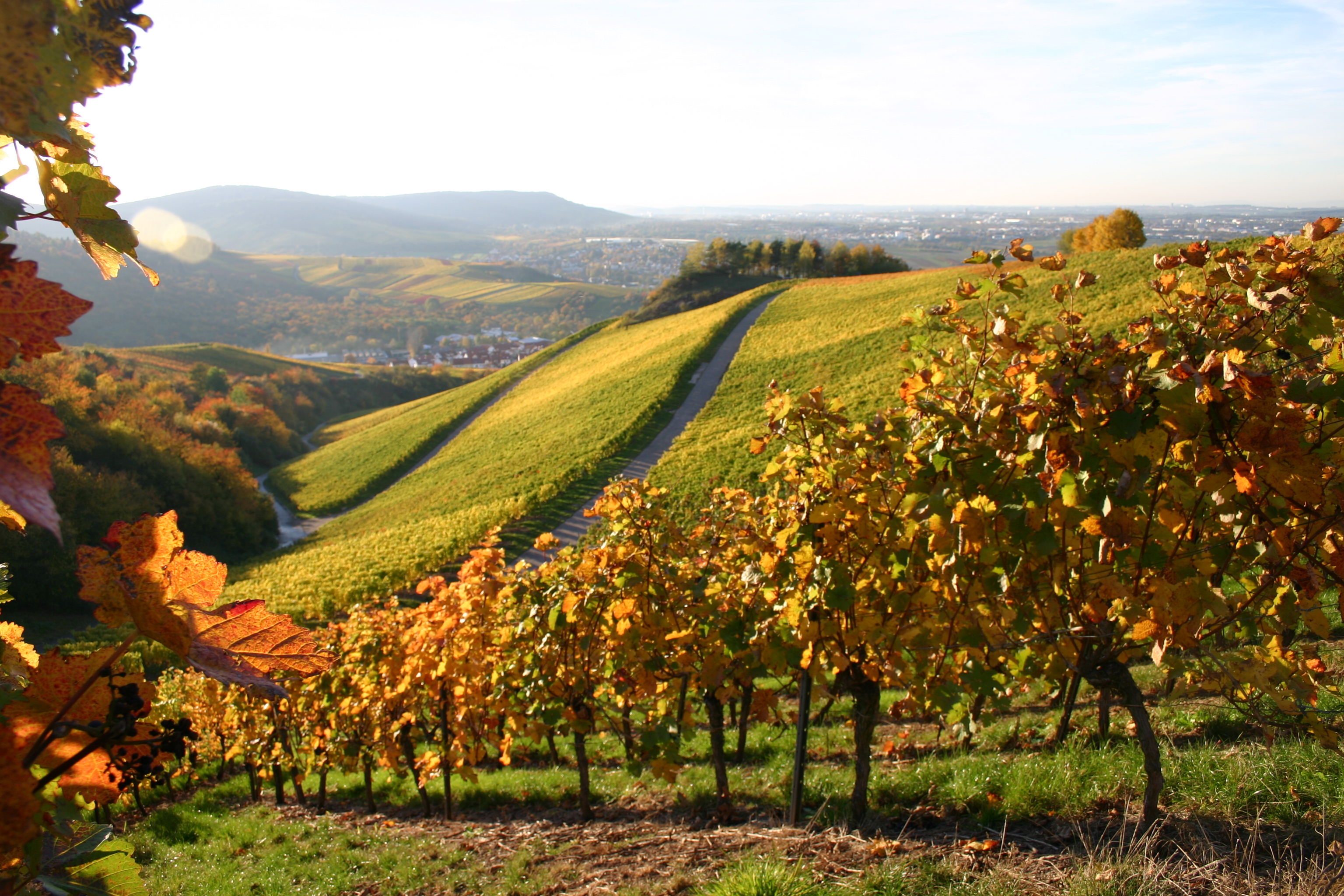 German vineyard