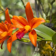 Phuket Orchid Farm