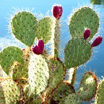 Palmex Cactus Garden