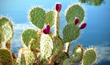 Palmex Cactus Garden
