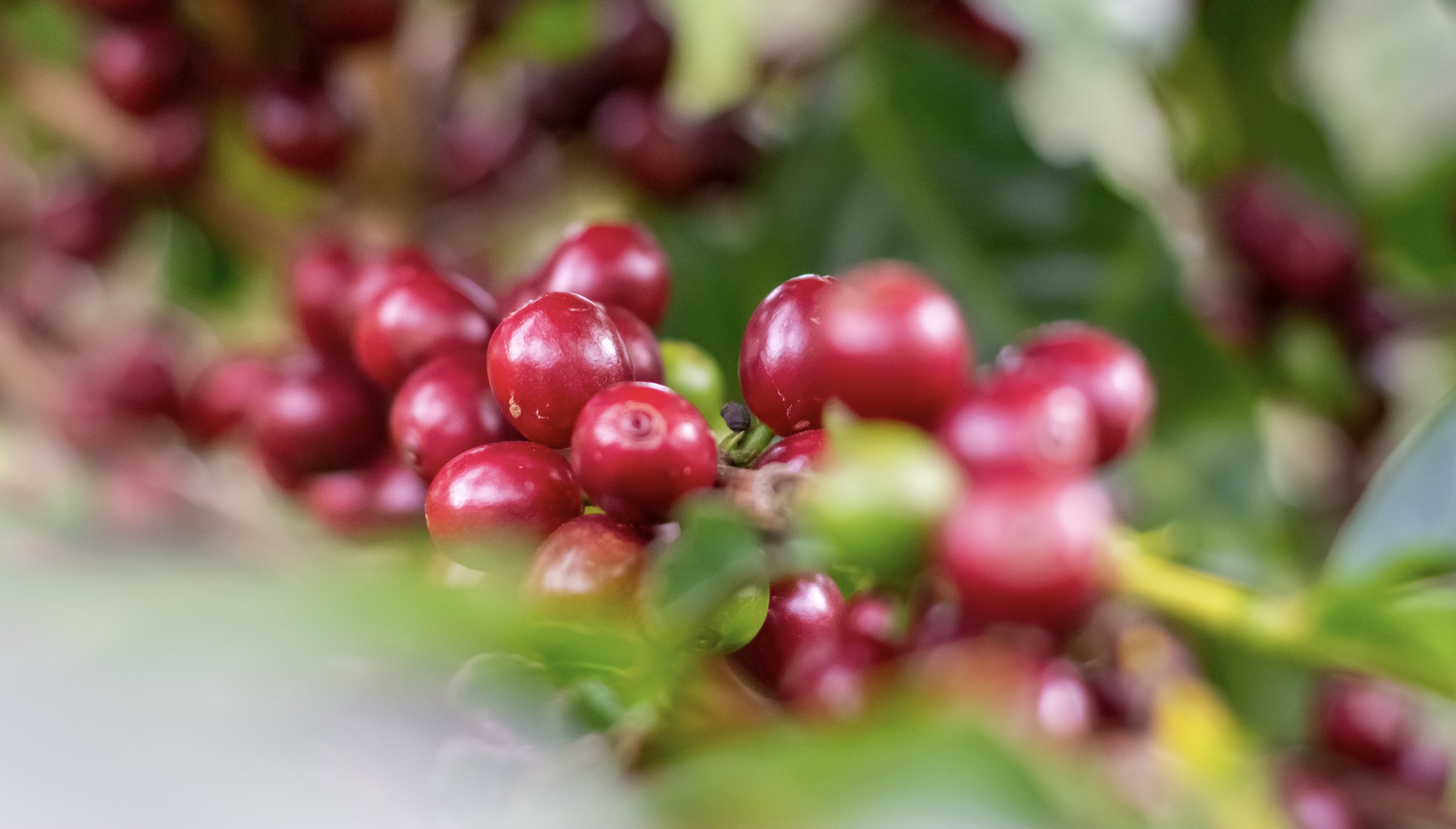 ripe coffee cherries on a branch