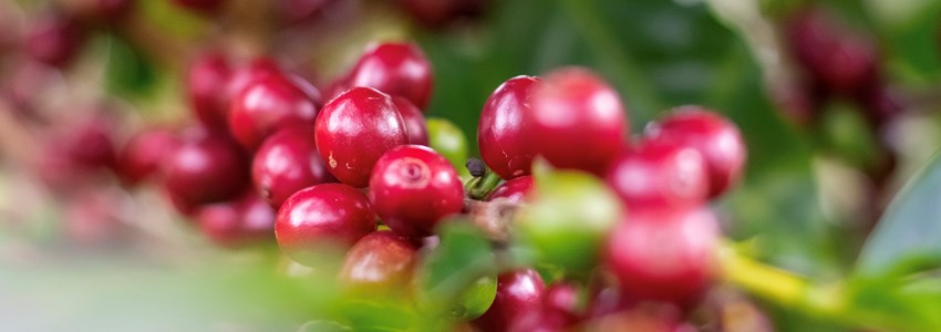 ripe coffee cherries on a branch