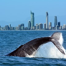 Gold Coast Cruises