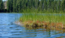 Pickerel Creek Wildlife Area