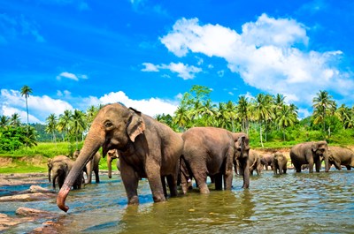 Elephant group in the river - SurangaSL/Shutterstock.com