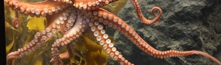 The Westport Aquarium
