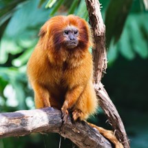 Zoológico de São Paulo