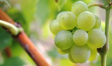 Mahogany Mountain Vineyard and Winery