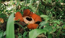 Rasa Ria Reserve by Shangri-La