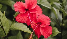 Jardin Botanique de Deshaies