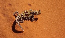 Alice Springs Desert Park