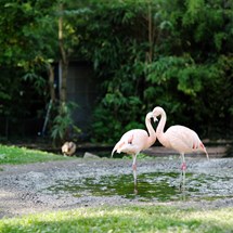 Frankfurt Zoo