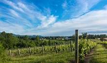 Grandfather Vineyard & Winery