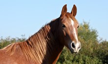 Chenois Creek Horse Rentals