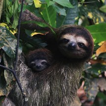 Meet the Sloths at Toucan Rescue Ranch