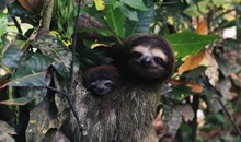 Meet the Sloths at Toucan Rescue Ranch