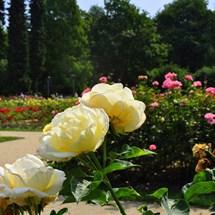 Rose Garden 'Rozanka'