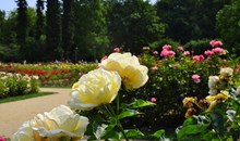 Rose Garden 'Rozanka'