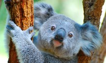 Billabong Sanctuary