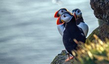 See Puffins in Their Natural Habitat